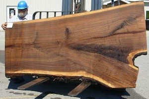 Planche de bois brut extra large pour table